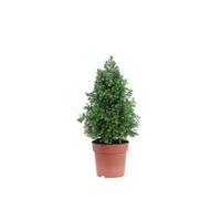 Pianta vera di Chamaecyparis Thyoides Top Point conifera nana da esterno