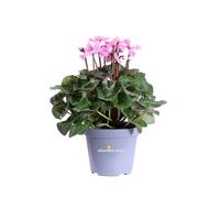 Pianta vera di Ciclamino Illusia fiore rosa ornamentale invernale da esterno