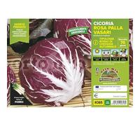 Pianta vera di Cicoria e Radicchio Rosso di Chioggia autunnale "Vasari F1" - Diametro Vaso Plateaux da 9