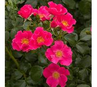 Pianta vera di Città di Roma - Diametro Vaso Ø 18 cm