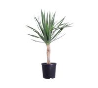 Pianta vera di Dracena Draco o Albero del Drago diverse grandezze tropicale ornamentale da esterno venduta da eGarden.store (Vaso 30 cm)