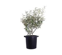 Pianta vera di Eleagnus X Ebbingei Viveleg o Eleagnus variegato cespuglio ornamentale da siepe da esterno venduta da eGarden.store (Vaso 35 cm)