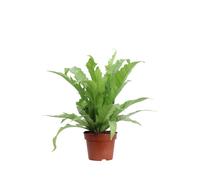 Pianta vera di Felce Asplenium Nidus Gioia ornamentale tropicale da interno