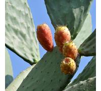 Pianta vera di Fico d'India - Diametro Vaso Ø 30 cm