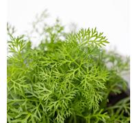 Pianta vera di Finocchietto selvatico - Diametro Vaso Ø 14 cm