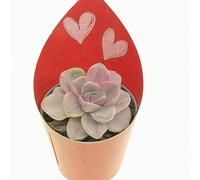 Pianta vera di Graptoveria ‘Mrs. Richards’ f. variegata in vaso di diam. 6,5 cm, idea regalo con fascetta 'San Valentino'.