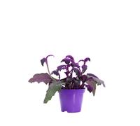 Pianta vera di Gynura Aurantiaca foglie viola vellutate ornamentale da interno