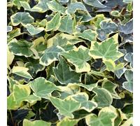 Pianta vera di Hedera helix "Goldchild" - Diametro Vaso Ø 12 cm