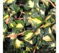 Pianta vera di Hedera helix "Goldheart" - Diametro Vaso Ø 18 cm