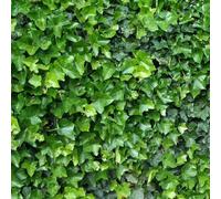 Pianta vera di Hedera helix "Hibernica" - Diametro Vaso Ø 7 cm
