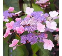 Pianta vera di Hydrangea aspera "Hot Chocolate" - Diametro Vaso Ø 20 cm
