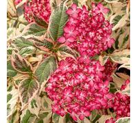 Pianta vera di Hydrangea serrata "Euphoria Pink" - Diametro Vaso Ø 15 cm