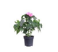 Pianta vera di Ibisco Hibiscus Palustris Moscheutos Luna vari colori da esterno