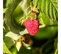 Pianta vera di Lampone "Himbo Top" - Rifiorente Medio/Precoce - Rubus idaeus 'Himbo Top' - - diametro vaso Ø 15 cm