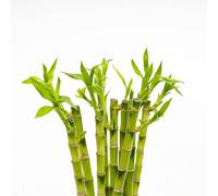 Pianta vera di Lucky Bamboo dritto - si vende 1 pianta