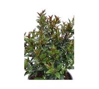 Pianta vera di Mirto Comune - Myrtus Communis cespuglio bacche blu ornamentale da esterno venduta da eGarden.store (Vaso 20 cm)