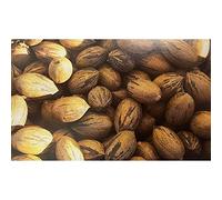 Pianta vera di Noce pecan "Cape Fear"
