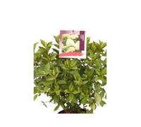 Pianta vera di Ortensia Hydrangea Paniculata Limelight diverse grandezze fiori verde-lime cespuglio ornamenta da esterno venduto da eGarden.store (Vaso 40 cm)