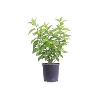 Pianta vera di Ortensia Hydrangea Paniculata Limelight diverse grandezze fiori verde-lime cespuglio ornamenta da esterno venduto da eGarden.store (Vaso 17 cm)