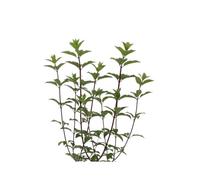 Pianta vera di Ortensia Paniculata Hydrangea Paniculata diverse varietà cespuglio da fiore ornamentale da esterno venduta da eGarden.store (Vanille Fraise v.40 cm)