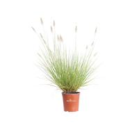 Pianta vera di Penniseto Pennisetum Alopecuroides ornamentale da esterno