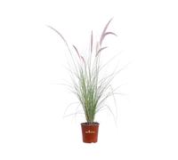 Pianta vera di Penniseto Pennisetum Messiacum ornamentale graminacea da esterno