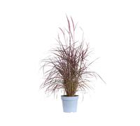 Pianta vera di Pennisetum Advena Rubrum graminacea piumosa decorativa da esterno