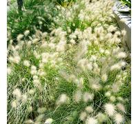 Pianta vera di Pennisetum alopecuroides "Little Bunny" - Diametro Vaso Ø 14 cm