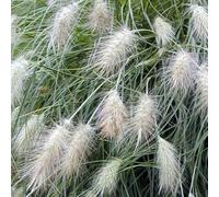 Pianta vera di Pennisetum villosum "Nemira" - Diametro Vaso Ø 18 cm