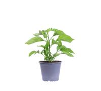 Pianta vera di Peperoncino diverse varietà e piccantezza in vaso da esterno
