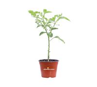 Pianta vera di Peperoncino diverse varietà e piccantezza in vaso da esterno