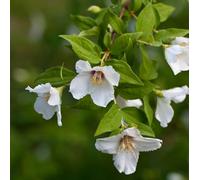 Pianta vera di Philadelphus "Belle Etoile" - Diametro Vaso Ø 17 cm