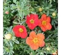 Pianta vera di Potentilla fruticosa "Marian Red Robin" - Diametro Vaso Ø 15 cm