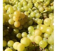 Pianta vera di Uva da tavola bianca "Moscato Giallo" - Diametro Vaso Ø 15 cm
