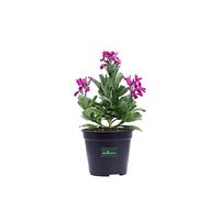 Pianta vera di Violacciocca o Matthiola Incana varie colorazioni pianta ornamentale da esterno venduta da eGarden.store (Fucsia)