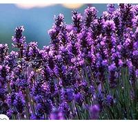 Pianta vera lavanda Terre di Romagna