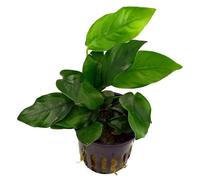 Pianta vera per acquario, Anubias barteri var. nana