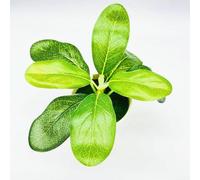 Pianta verde artificiale in vaso, piccolo bonsai decorativo per casa, ufficio, decorazione per interni, non richiede manutenzione (A)