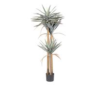 Pianta Yucca C-Vaso 120Foglie H152
