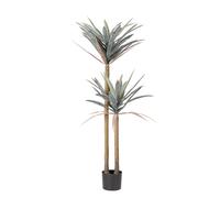 Pianta Yucca C-Vaso 68Foglie H128