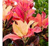 Piantad'appartamento Wonderbush,Piccoli per il giardino,colorati da giardinopiante resistenti semi di resistentipianteesotiche 350semi