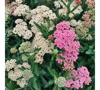 Piantad'appartamento Wonderbush,vaso perpiantecrescita per gli amanti del giardinaggiopiante resistenti semi di resistenti semi biologici,200semi