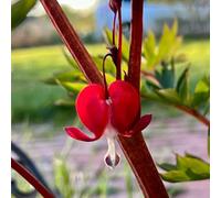 Piantadel cuore sanguinante,a crescita piantedagiardino resistenti,vasi perpiantedecorazioni da giardino per esterni,decorazioni il soggiorno 250semi
