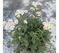 Piantadel cuore sanguinante,Molto amica e degli insetti.piantedagiardino resistenti,vasi perpiantedabalcone,vaso per,meravigliosamente 50semi