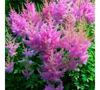 Piantadi astilbe,piantedecorative amiche pianteresistenti in vaso,to colorato Piantatappezzante resistente Semi di resistenti 150semi