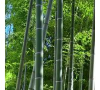 Piantadi bambù giardinoFiorito,pianteda giardino resistenti decorazioni per balconi,pianteda balcone,decorazioni per esterni,ombra Decorazione del,luoghi 300Seme