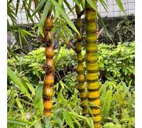 Piantadi bambù piccolialberiper il giardino,piantedecorative da giardino,pianteda ombra ombra,resistenti,a crescita resistenti per il vasi,semi semi dibonsai,50Seme