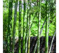 Piantadi bambù Propagazione dei semi,pianteresistenti da giardino,pianteda ombra giardinoFiorito,Decorazione del,per luoghi soleggiati ombra,resistenti,a crescita 300Seme