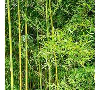 Piantadi bambù semi dibonsai,decorazioni da giardinopianteda balcone,decorazioni giardino per esternipianteombra,resistenti,a crescita piccolialberiper il,100Seme