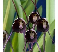 Piantadi orchidea scimmia pianteamanti dell'ombra,resistenti al freddo invernale Arredamento moderno per il soggiorno 80Seme